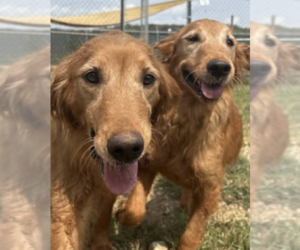 Golden Retriever Dogs for adoption in Brooklyn, NY, USA