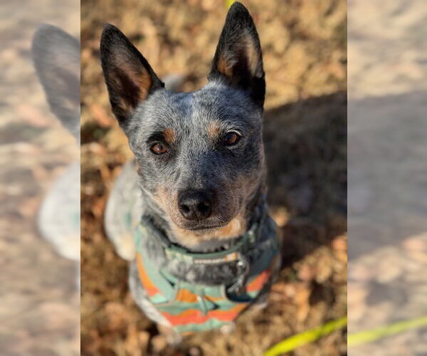 Medium Photo #6 Mutt Puppy For Sale in Garden City, NY, USA