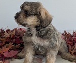 Small #1 Schnoodle (Miniature)