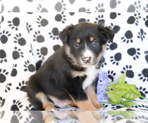 Border Collie-Unknown Mix Puppy for sale in SHILOH, OH, USA
