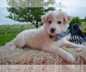 English Shepherd Puppy for sale in HONEY BROOK, PA, USA