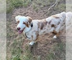 Small #1 Australian Shepherd