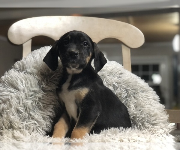 Medium Photo #1 Doberman Pinscher-Labrador Retriever Mix Puppy For Sale in CONVERSE, IN, USA