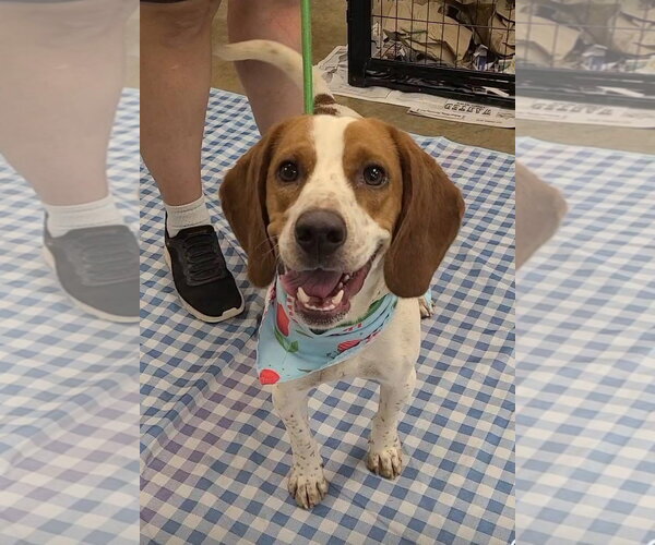 Medium Photo #2 Beagle Puppy For Sale in Tampa, FL, USA