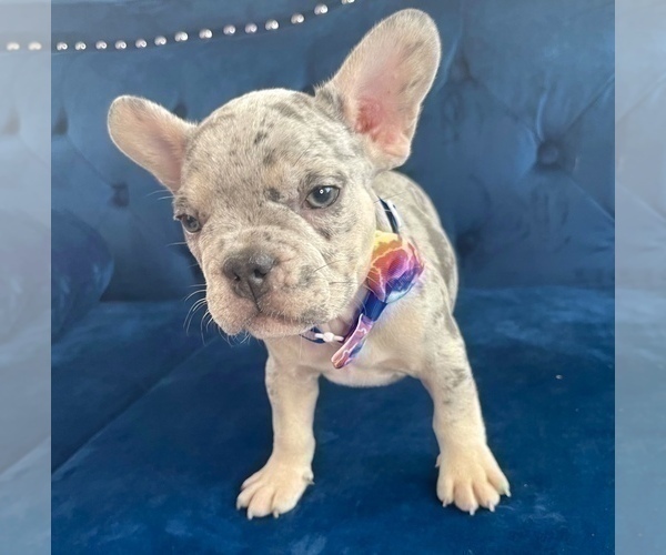 Medium Photo #7 French Bulldog Puppy For Sale in ORLANDO, FL, USA