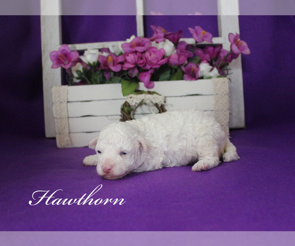 Medium Photo #4 Poodle (Toy) Puppy For Sale in CHANUTE, KS, USA