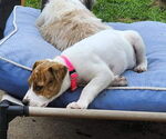 Small #19 Labrador Retriever Mix