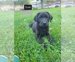Small Photo #2 Labrador Retriever Puppy For Sale in EAGLE POINT, OR, USA