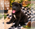 Small Labrador Retriever Mix