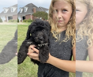 Miniature Bernedoodle Puppy for Sale in LINTON, Indiana USA