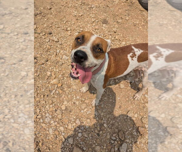 Medium Photo #7 American Staffordshire Terrier-Boxer Mix Puppy For Sale in Overland Park, KS, USA