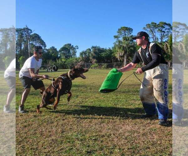 Medium Photo #14 Doberman Pinscher Puppy For Sale in FORT LAUDERDALE, FL, USA