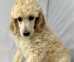 Small Photo #9 Poodle (Standard) Puppy For Sale in PASO ROBLES, CA, USA