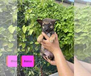 Spaniel-Welsh Corgi Mix Dogs for adoption in Brewster, NY, USA