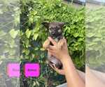Small Spaniel-Welsh Corgi Mix