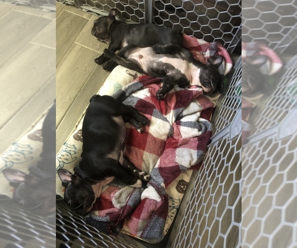 Medium Photo #6 French Bulldog Puppy For Sale in ONTARIO, CA, USA