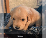 Small #4 Golden Retriever