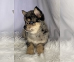 Small Photo #1 Pomsky Puppy For Sale in EDWARDSBURG, MI, USA