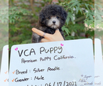 Small Photo #3 Poodle (Toy) Puppy For Sale in CHINO HILLS, CA, USA