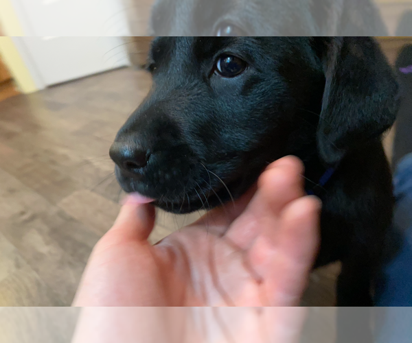 Full screen Photo #9 Labrador Retriever Puppy For Sale in NORTON SHORES, MI, USA