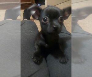 Chihuahua Puppy for sale in CHEYENNE, WY, USA