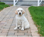 Small #5 Labrador Retriever