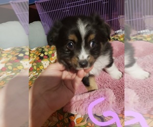 Miniature Australian Shepherd Puppy for sale in BALDWINSVILLE, NY, USA