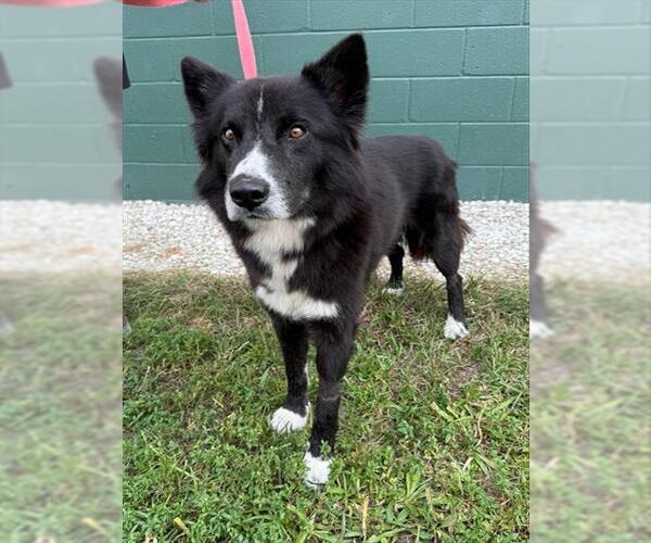 Medium Photo #1 German Shepherd Dog-Unknown Mix Puppy For Sale in Naples, FL, USA