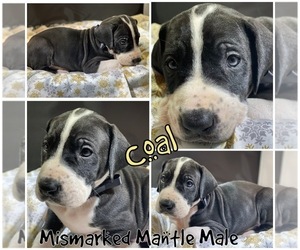 Great Dane Puppy for sale in CROWLEY, TX, USA