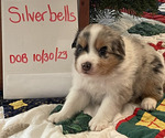 Small Photo #3 Miniature Australian Shepherd Puppy For Sale in VERNONIA, OR, USA