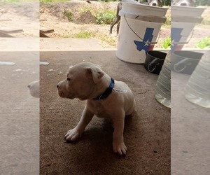 American Staffordshire Terrier-Dogo Argentino Mix Puppy for sale in CANTON, TX, USA