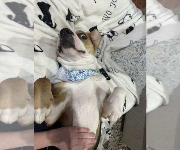 Medium Photo #2 Mutt Puppy For Sale in Boston, MA, USA