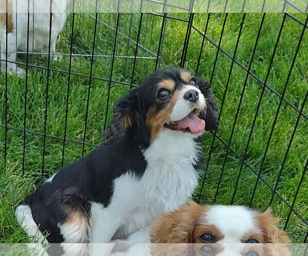 Medium Photo #2 Cavalier King Charles Spaniel Puppy For Sale in Sioux Falls, SD, USA