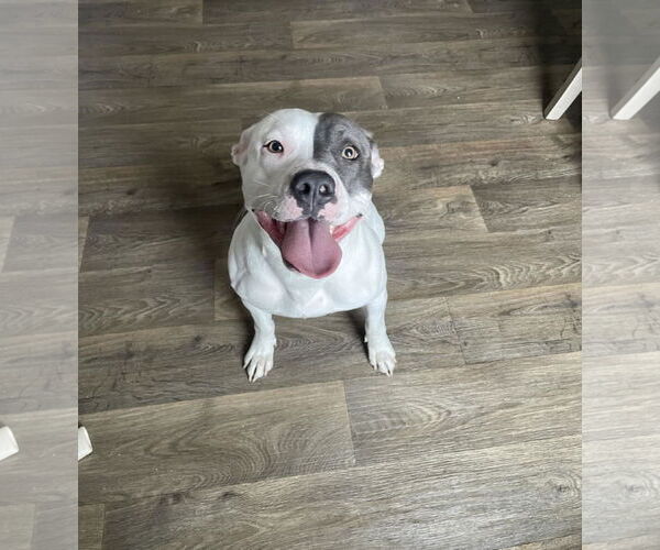 Medium Photo #1 American Pit Bull Terrier-Unknown Mix Puppy For Sale in Hinckley, IL, USA