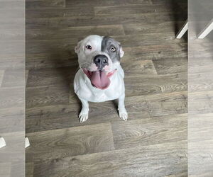 American Pit Bull Terrier-Unknown Mix Dogs for adoption in Hinckley, IL, USA