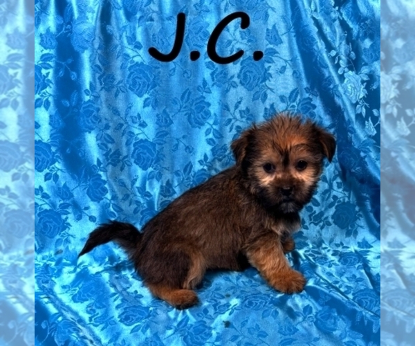 Medium Photo #3 Shorkie Tzu Puppy For Sale in HARTLAND, MN, USA