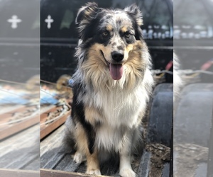 Father of the Australian Shepherd puppies born on 01/07/2023