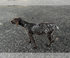 Mother of the German Shorthaired Pointer puppies born on 06/13/2023