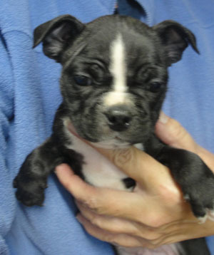 Medium Photo #2 Boston Terrier Puppy For Sale in MULINO, OR, USA