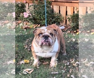 Father of the English Bulldog puppies born on 05/14/2025