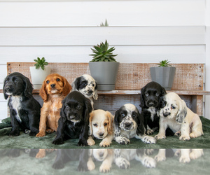 Cocker Spaniel Litter for sale in SHREVE, OH, USA