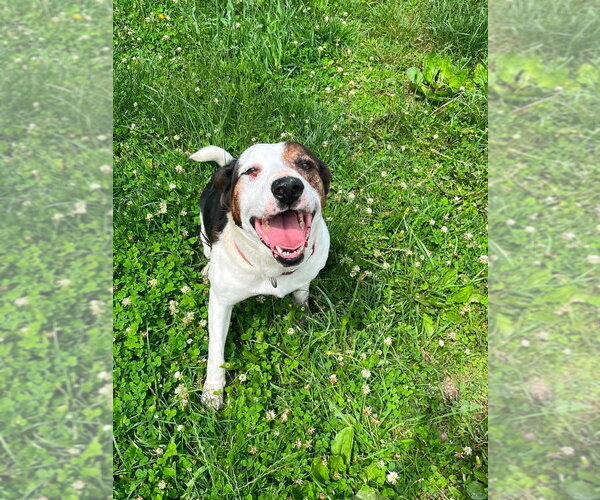 Medium Photo #1 Mutt Puppy For Sale in Osgood, IN, USA