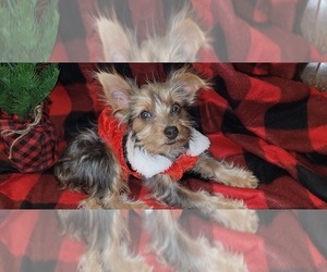 Yorkshire Terrier Puppy for Sale in AKRON, Ohio USA