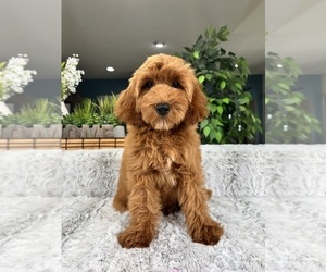 Goldendoodle (Miniature) Puppy for sale in GREENFIELD, IN, USA