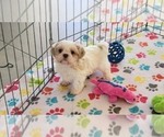 Small #9 Shih Tzu