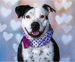 Small American Pit Bull Terrier Mix