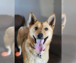 Shiba Inu-Unknown Mix Dogs for adoption in Minneapolis, MN, USA