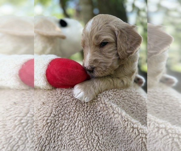 Medium Photo #93 Goldendoodle Puppy For Sale in PIERSON, FL, USA