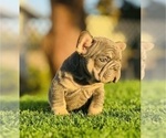 Small #3 French Bulldog