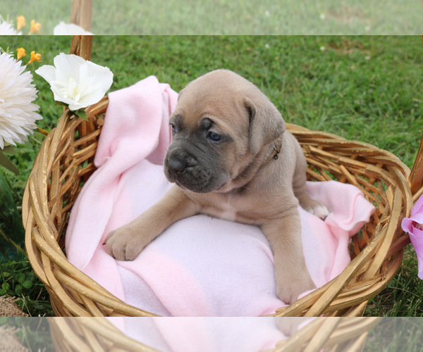Medium Photo #3 Cane Corso Puppy For Sale in CAMBY, IN, USA